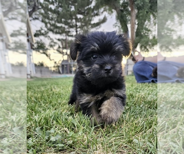 Medium Photo #1  Breeder Profile in DELTA, CO, USA