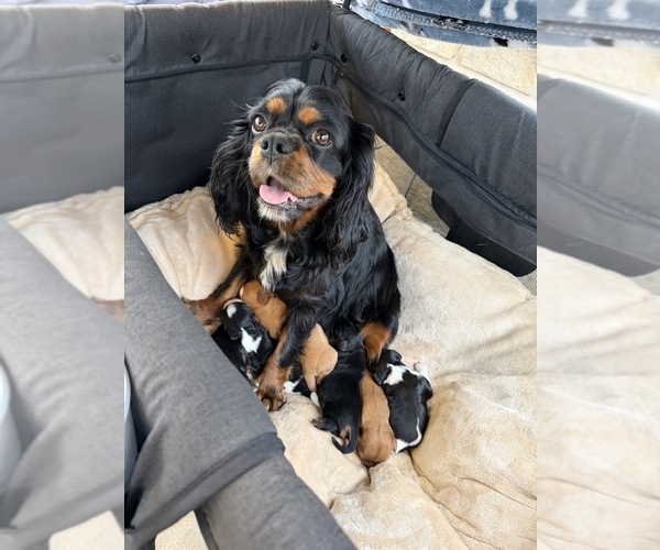 Medium Photo #2  Breeder Profile in WAXAHACHIE, TX, USA