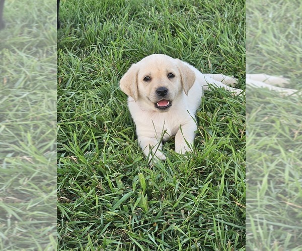 Medium Photo #9  Breeder Profile in SHELDON, IA, USA