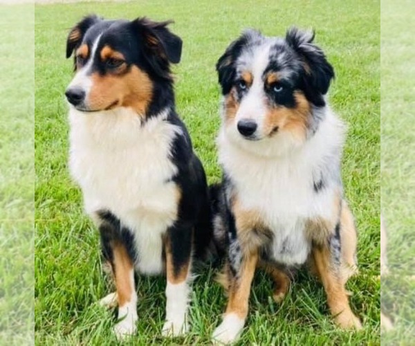 Medium Photo #1  Breeder Profile in WILLIS, VA, USA
