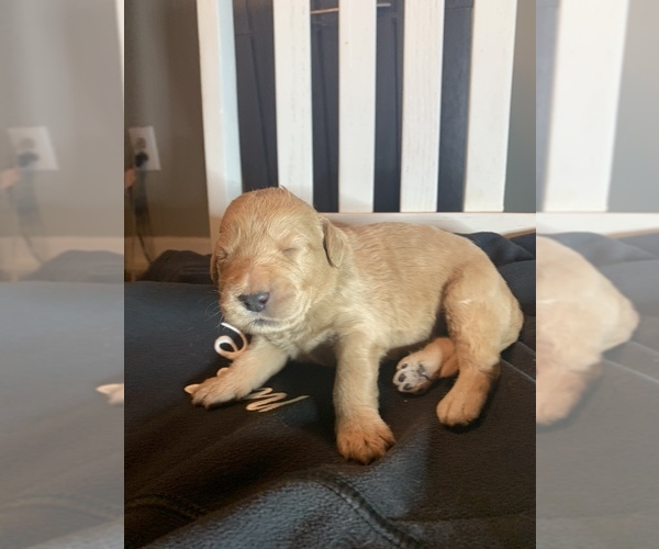 Medium Photo #1  Breeder Profile in MACON, GA, USA