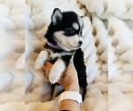 Small #18 Breeder Profile image