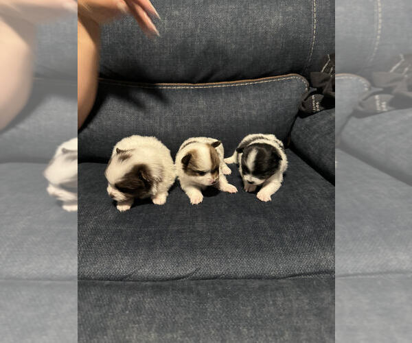 Medium Photo #1  Breeder Profile in WEST JORDAN, UT, USA
