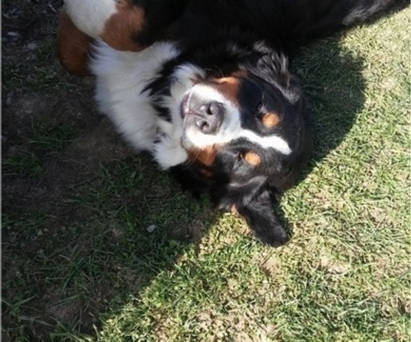 Medium Photo #2  Breeder Profile in LEETONIA, OH, USA