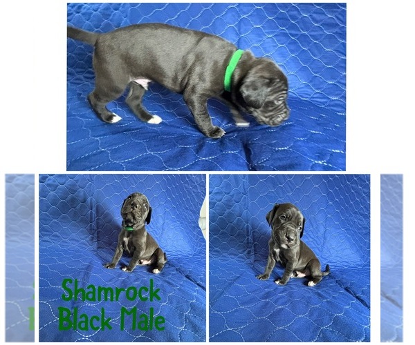 Medium Photo #9  Breeder Profile in BROOKFIELD, MA, USA