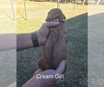 Small #40 Breeder Profile image