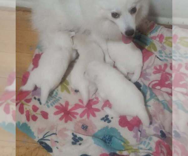 Medium Photo #2  Breeder Profile in WAUSAU, WI, USA