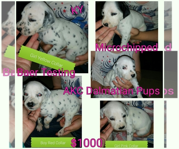 Medium Photo #1  Breeder Profile in LEWISBURG, KY, USA