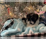 Small breeder photo