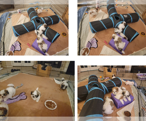 Medium Photo #1  Breeder Profile in AUSTIN, TX, USA