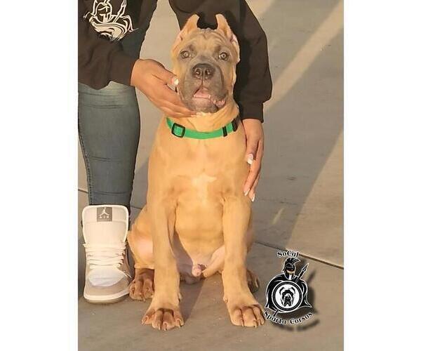 Medium Photo #5  Breeder Profile in HIGHLAND, CA, USA