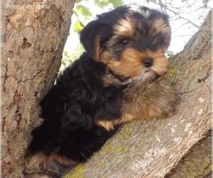 Yorkshire Terrier Dog Breeder in CASSVILLE,  USA