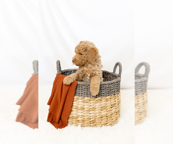 Medium Photo #17  Breeder Profile in WEST JORDAN, UT, USA