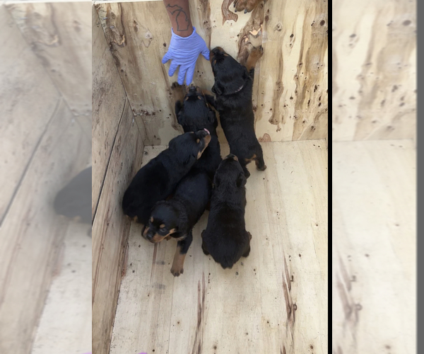 Medium Photo #1  Breeder Profile in DETROIT, MI, USA