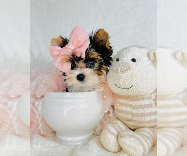 Medium Photo #13  Breeder Profile in PEMBROKE PINES, FL, USA