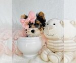 Small Photo #13  Breeder Profile in PEMBROKE PINES, FL, USA