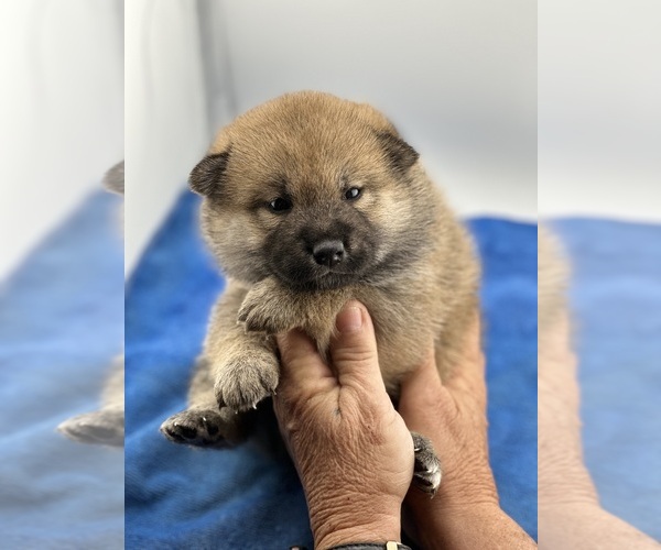 Medium Photo #4  Breeder Profile in WITTMANN, AZ, USA