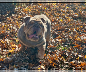 English Bulldog Dog Breeder near SAINT LOUIS, MO, USA