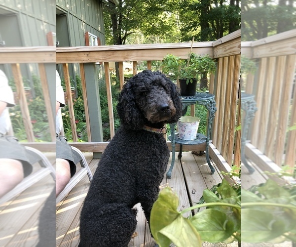 Medium Photo #1  Breeder Profile in SARANAC, NY, USA