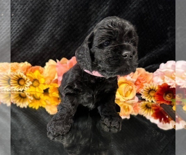 Medium Photo #1  Breeder Profile in MEDFORD, OR, USA