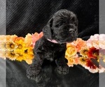 Small breeder photo