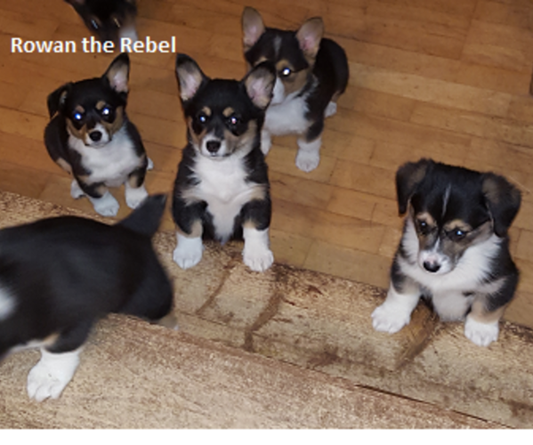 Medium Photo #1  Breeder Profile in RYE, CO, USA