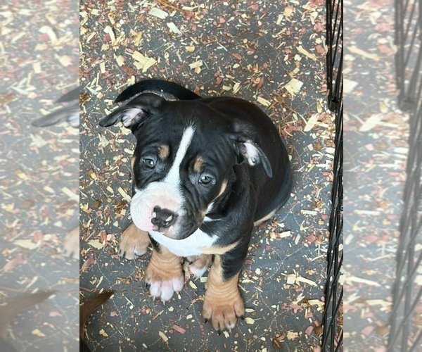 Medium Photo #3  Breeder Profile in LOGANVILLE, GA, USA