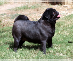 Pug Dog Breeder near WINNSBORO, TX, USA