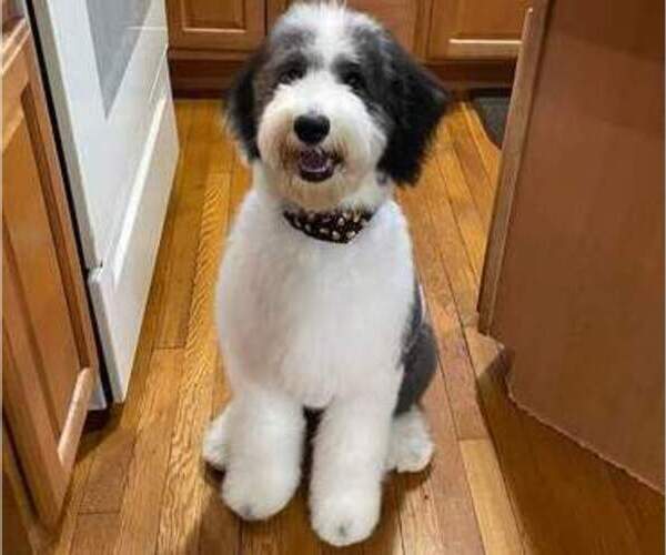 Medium Photo #1  Breeder Profile in SEAMAN, OH, USA