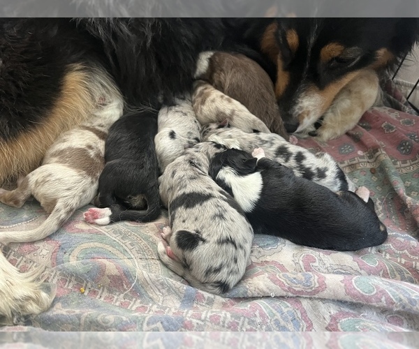 Medium Photo #1  Breeder Profile in MANTON, MI, USA