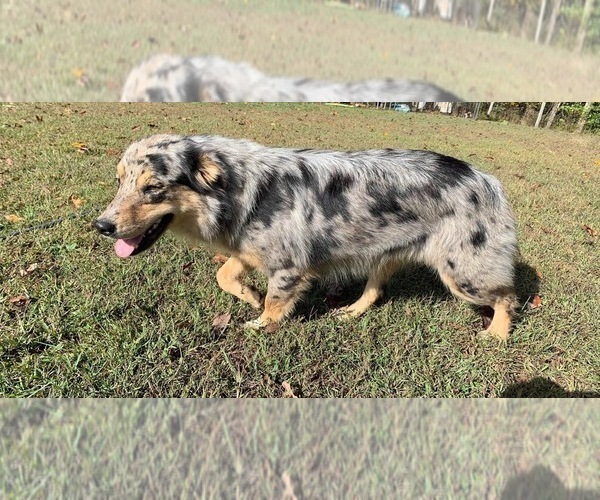 Medium Photo #10  Breeder Profile in MUNFORDVILLE, KY, USA