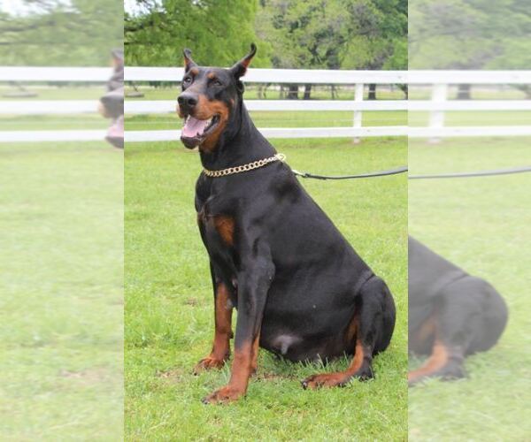 Medium Photo #7  Breeder Profile in BOYD, TX, USA