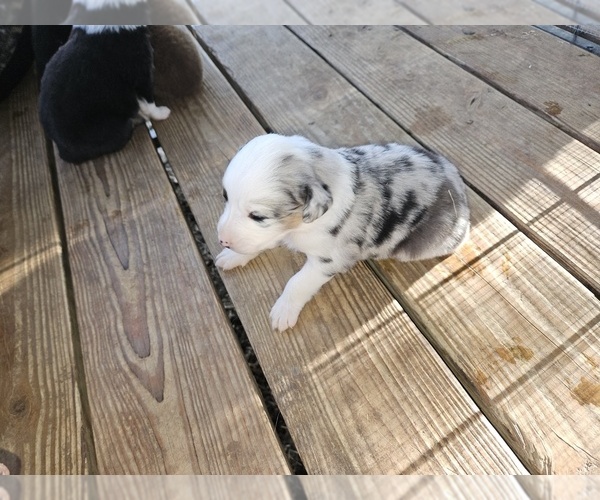 Medium Photo #1  Breeder Profile in HUNTSVILLE, TX, USA