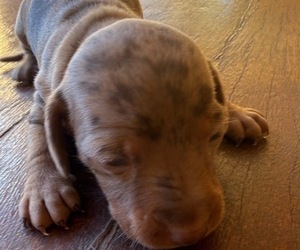 Medium Breeder Profile Photo