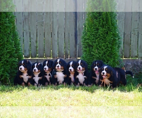 Medium Photo #1  Breeder Profile in Dej, Cluj, Romainia