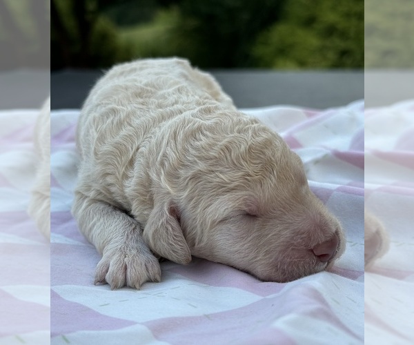Medium Photo #1  Breeder Profile in FOREST, VA, USA