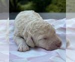 Small breeder photo