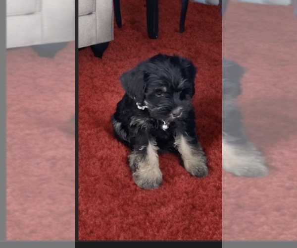 Medium Photo #6  Breeder Profile in PORT ORANGE, FL, USA