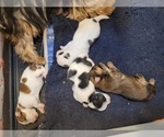 Small #97 Breeder Profile image