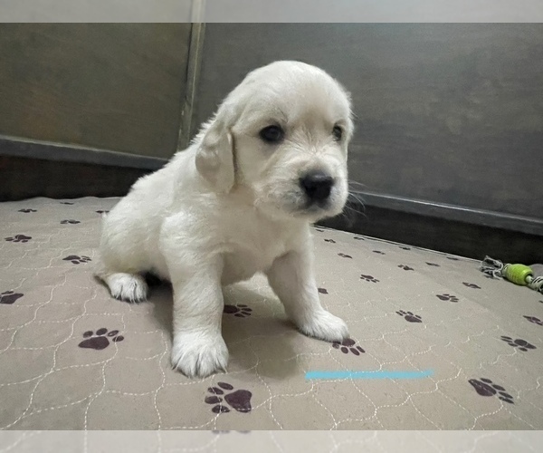 Medium Photo #19  Breeder Profile in WEATHERFORD, TX, USA