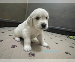 Small #18 Breeder Profile image