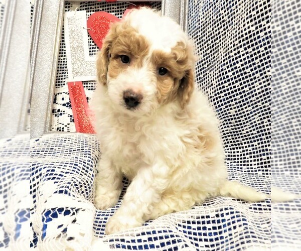 Medium Photo #1  Breeder Profile in GROVESPRING, MO, USA