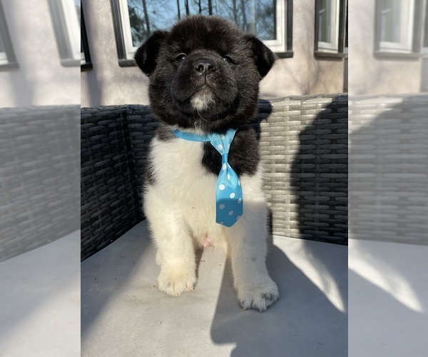 Medium Photo #96  Breeder Profile in MCDONOUGH, GA, USA