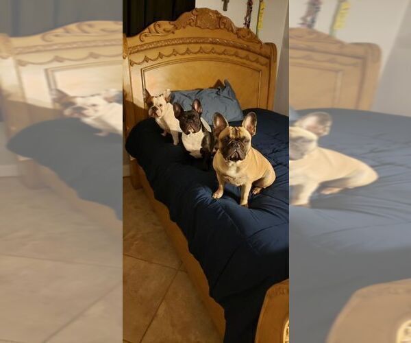 Medium Photo #1  Breeder Profile in CAPE CORAL, FL, USA