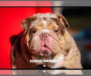 Bulldog Dog Breeder near STOCKBRIDGE, GA, USA