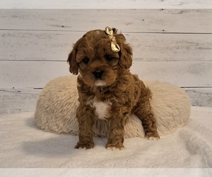 Cavapoo (Miniature) Dog Breeder near HANCOCK, MN, USA