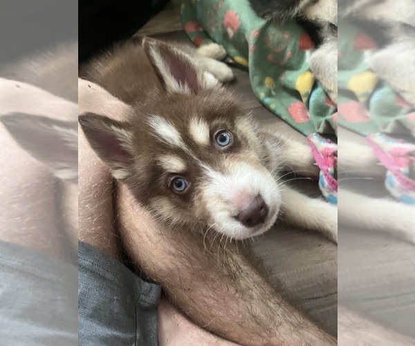 Medium Photo #1  Breeder Profile in ZEPHYRHILLS, FL, USA