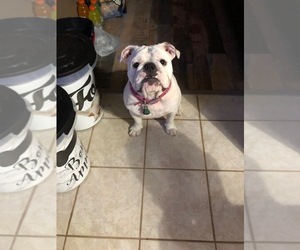 Main photo of English Bulldog Dog Breeder near MIDDLEBURG, FL, USA