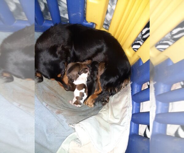 Medium Photo #1  Breeder Profile in NEW OXFORD, PA, USA