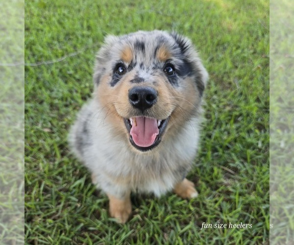 Medium Photo #28  Breeder Profile in LAURINBURG, NC, USA